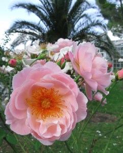 Radhochaufgelöst_10